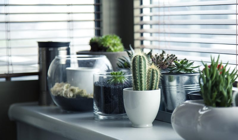 Artistic Plant Display